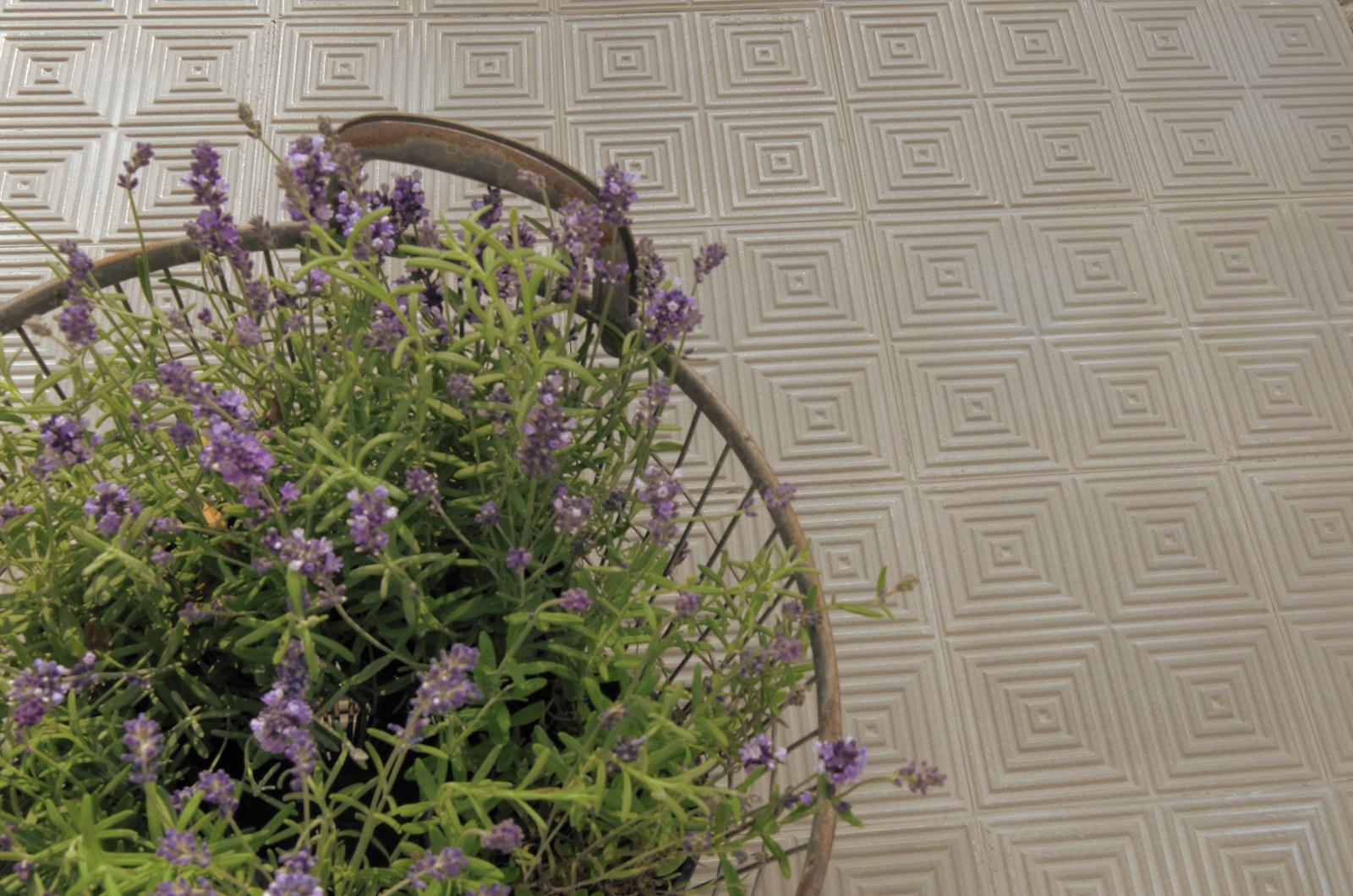 geriffelte Trottoirplatten mit Lavendel 